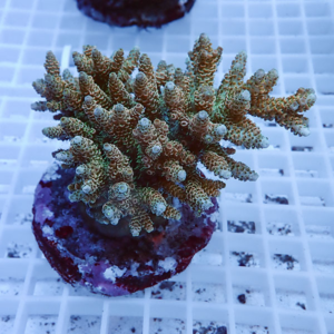 Small branching coral frag with tan-green polyps on a pink-purple plug sitting on a white frag rack.