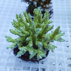 Green branching succulent in a small pot with multiple fingerlike, coral-like stems on a white grid surface