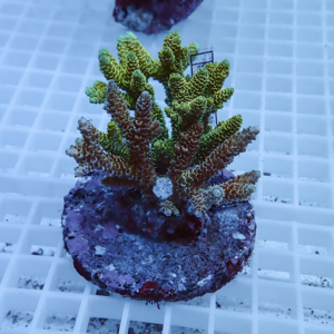 Colorful small coral fragment with yellow-green and brown branching coral mounted on a round plug on a grid surface.