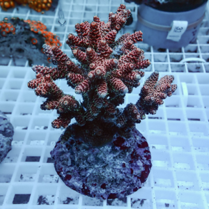 Branching coral frag with pinkish-brown polyps mounted on a round plug on a white grid rack in an aquarium.