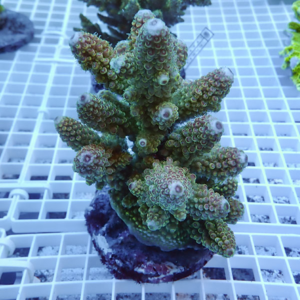 Branching coral frag with knobby branches and small polyps on a plug in a reef tank.