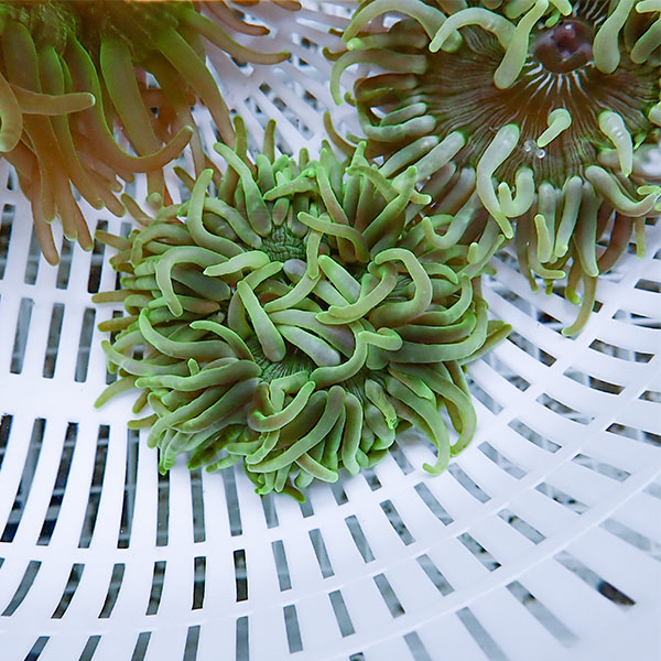 【サンプル】ロングテンタクルアネモネ 10-15cm±開き方で幅あり!15時までのご注文で当日発送(t213