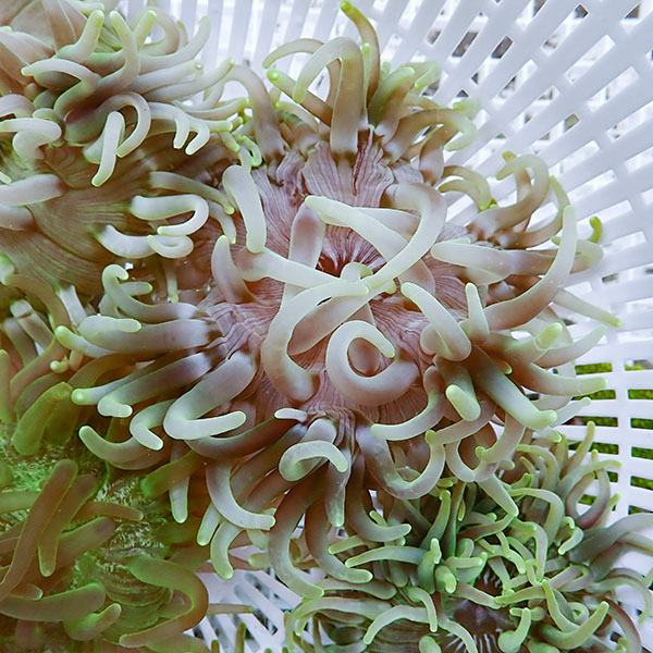 【サンプル】ロングテンタクルアネモネ 10-15cm±開き方で幅あり!15時までのご注文で当日発送(t213