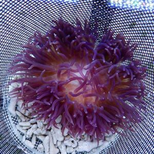 Purple sea anemone with orange center inside a mesh bag on white pebbles/rocks in an aquarium setting.