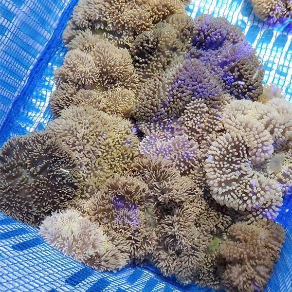 【サンプル】マニラ産mixハタゴイソギンチャク Mサイズ 色指定不可 7-10cmぐらい （幅があります）!15時までのご注文で当日発送(t213