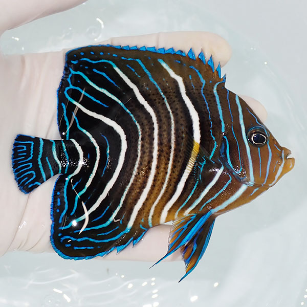 【現物1】サザナミヤッコ 11.5cm±!海水魚 ヤッコ 15時までのご注文で当日発送(t111(t207