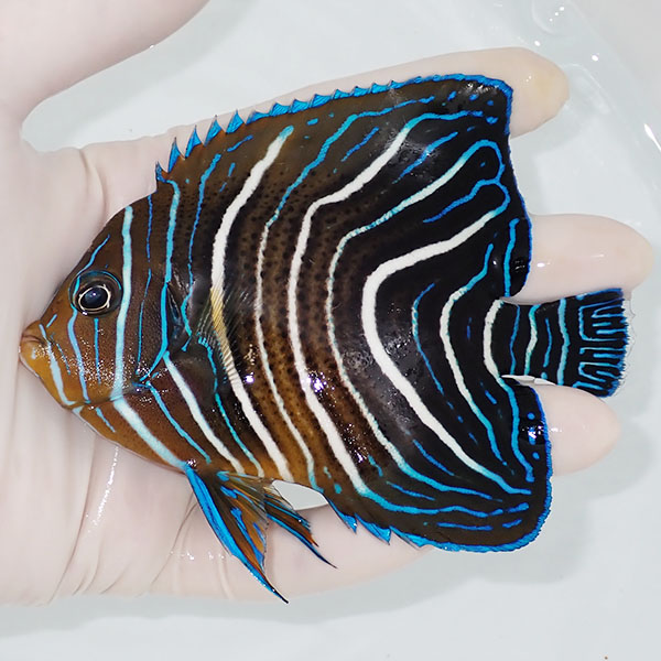 【現物1】サザナミヤッコ 11.5cm±!海水魚 ヤッコ 15時までのご注文で当日発送(t111(t207