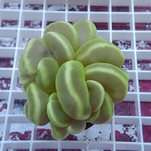 Pale green succulent with thick, rounded leaves forming a compact ball on a white grid background on a pot.