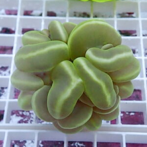 irm-1417078246-010 - AQUAGIFT 用品ショップ Close-up of a compact rosette succulent with pale green, fleshy leaves tightly packed into a ball; a grid-like background is visible.