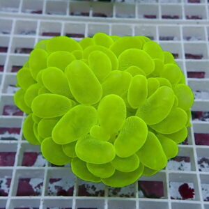 Bright neon-green coral colony with rounded bulb-like polyps on a white grid background, close-up view.