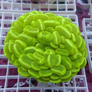 irm-1417078423-010 - AQUAGIFT 用品ショップ Neon green brain coral fragment with ridged, brain-like folds on a white grid background.