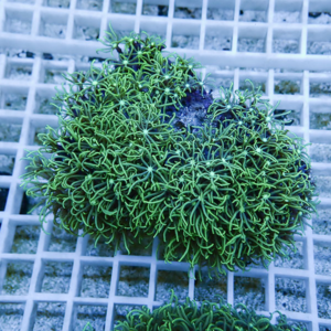 Bright green star-polyp coral colony with feathery tentacles on a rock fragment rests on a white grid rack.
