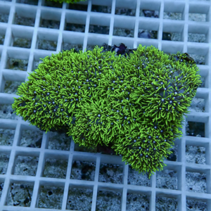 Bright neon-green coral fragment with many slender tentacles resting on a white grid in an aquarium setting, likely a reef coral in a frag rack.