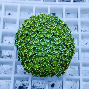 Bright green coral fragment with densely packed polyp columns on a white grid background.