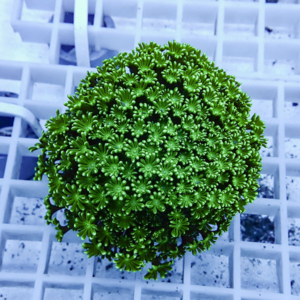 Bright green zoanthid coral colony with tiny flower-like polyps resting on a white grid background.
