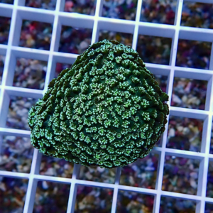 Green coral fragment with intricate frilled pattern rests on a white grid background, likely for reef aquariums.