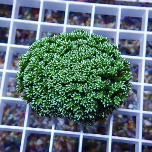 Close-up of a dense lime-green succulent with bead-like leaves forming a ball on a white grid background.