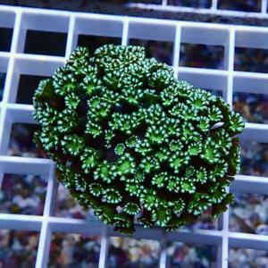 irm-1417184049-010 - AQUAGIFT 用品ショップ Close-up of a dense, bright green succulent with ruffled leaves on a white grid background.