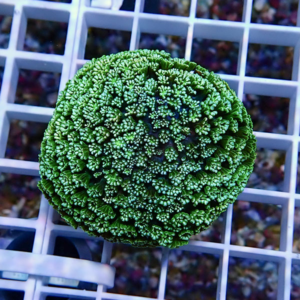 Top-down view of a bright green coral frag with dense, branching polyps on a white grid display rack in an aquarium shop setting