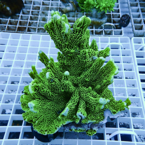 Bright green branching coral with textured, finger-like protrusions resting on a white grid in a reef aquarium