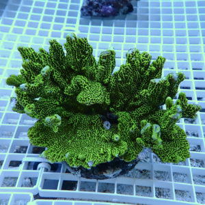 Bright green branching coral placed on a white grid in an aquarium setting.
