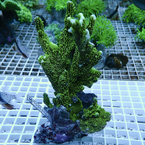 Bright green branching coral with intricate ridges on a rock, mounted on a grid in a reef aquarium I