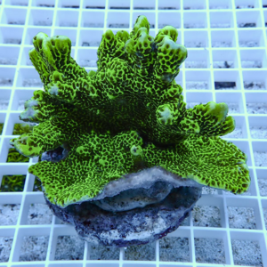 Bright green, ridged coral fragment (coral frag) mounted on a round plug on a white grid rack.