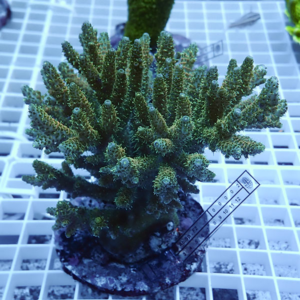 Green branching coral frag placed on a white grid rack, with a ruler for scale visible nearby.