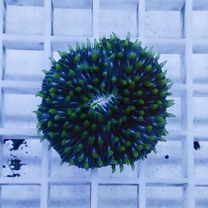 irm-1417186171-010 - AQUAGIFT 用品ショップ Circular coral with densely packed green-tipped tentacles on a white grid rack.