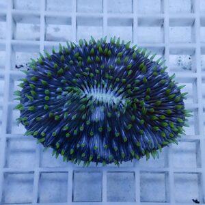 irm-1417186210-010 - AQUAGIFT 用品ショップ Blue sea urchin with green spines resting on a grid-patterned surface.
