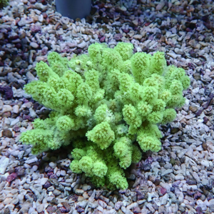 Lime-green, coral-like succulent with knobby, branching stems growing in a gravel-covered garden bed.