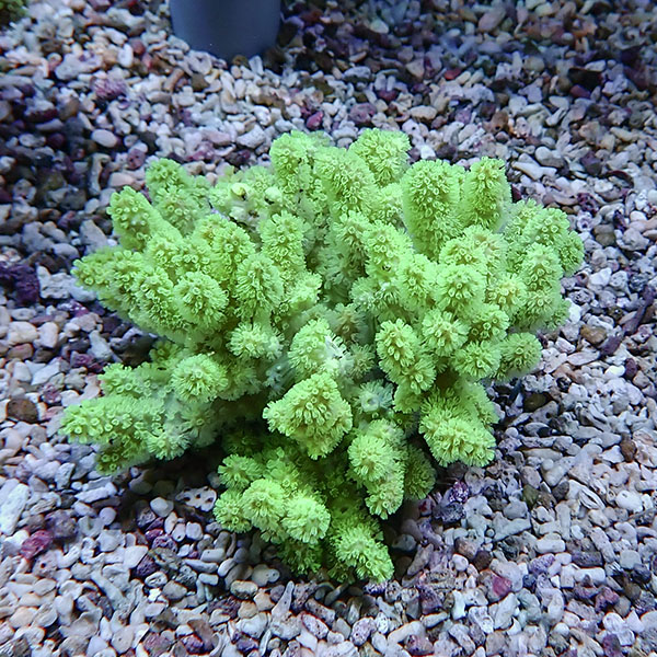 【サンゴ現物15】トサカ.sp 9-8cm沖縄産!15時までのご注文で当日発送 【サンゴ】(t145