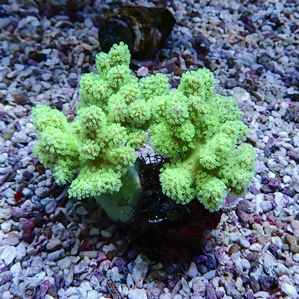 【サンゴ現物16】トサカ.sp 8-8cm沖縄産!15時までのご注文で当日発送 【サンゴ】(t145