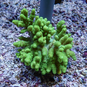 Bright green coral-like succulent attached to a vertical mount in a gravel aquarium substrate