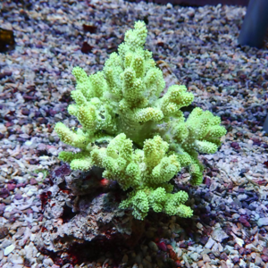 Neon-green branching coral growing from a rock in a gravel aquarium substrate.