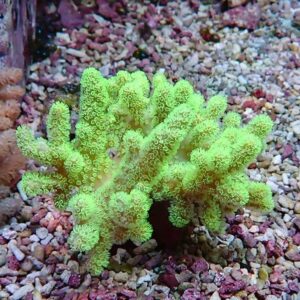 Neon green branching coral with finger-like fronds growing from a rocky substrate in an aquarium.