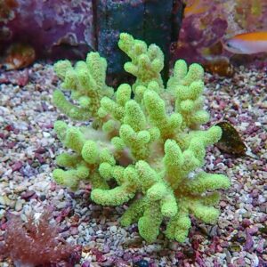Bright yellow-green branching coral with fuzzy polyps on a pebble substrate in an aquarium.
