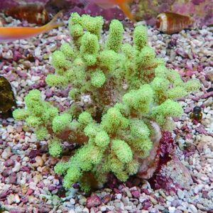 Bright green branching soft coral with fluffy polyps in a sandy reef tank.