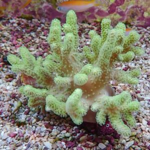 Lime-green branching coral in a reef aquarium, resting on a gravel bed with a small orange fish in the background.