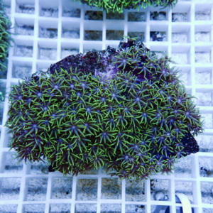Close-up of a green and purple star-polyp coral fragment resting on a white grid rack in an aquarium setting,