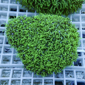 Bright green brain coral resting on a pale grid display.