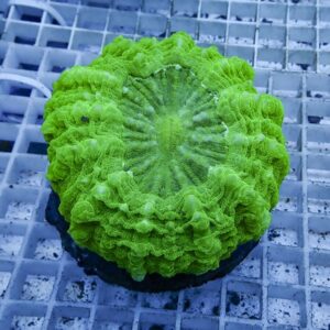 Bright green coral frag with ruffled, circular ridges resting on a light blue grid background (aquarium decor/frag plug).
