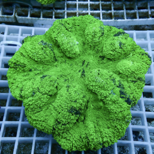 Bright green coral fragment with a knobby, bumpy surface resting on a grid