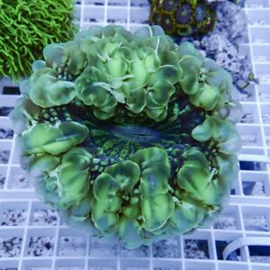 Close-up of a vivid green brain coral with bubbly, lobed ridges resting on a white frag rack.
