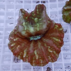 Colorful, ruffled coral fragment with red, pink, and yellow hues on a white grid surface.