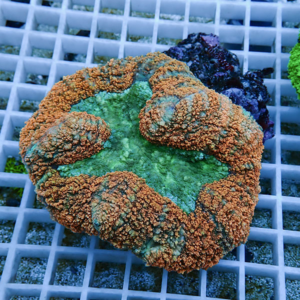 irm-1417786191-010 - AQUAGIFT 用品ショップ Colorful encrusting coral fragment with a bright green center and brown textured edges resting on a plastic grid rack in an aquarium setting.