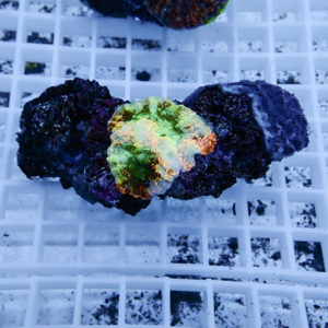 irm-1417786299-010 - AQUAGIFT 用品ショップ Bright green and orange coral frag on a white grid rack in an aquarium setting