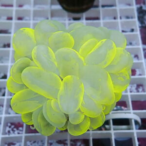 Bright lime-green succulent with rounded, overlapping leaves forming a tight ball against a white grid background.