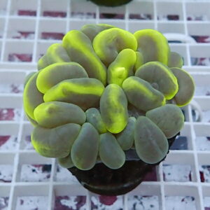 irm-1417786487-010 - AQUAGIFT 用品ショップ Succulent plant with plump, oval gray-green leaves forming a dense rosette with neon yellow-green highlights in a pot.