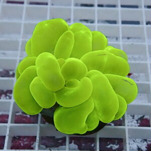Neon-green succulent with rounded, bubbly leaves forming a dense ball on a grid background.